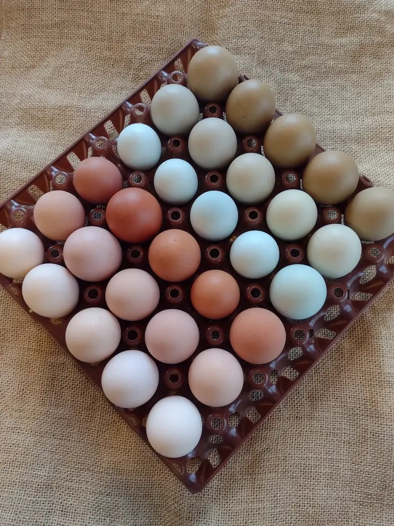 Pastured Eggs