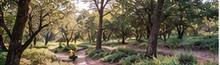 Quiet wooded ranch landscape showing the restorative setting of a nature retreat