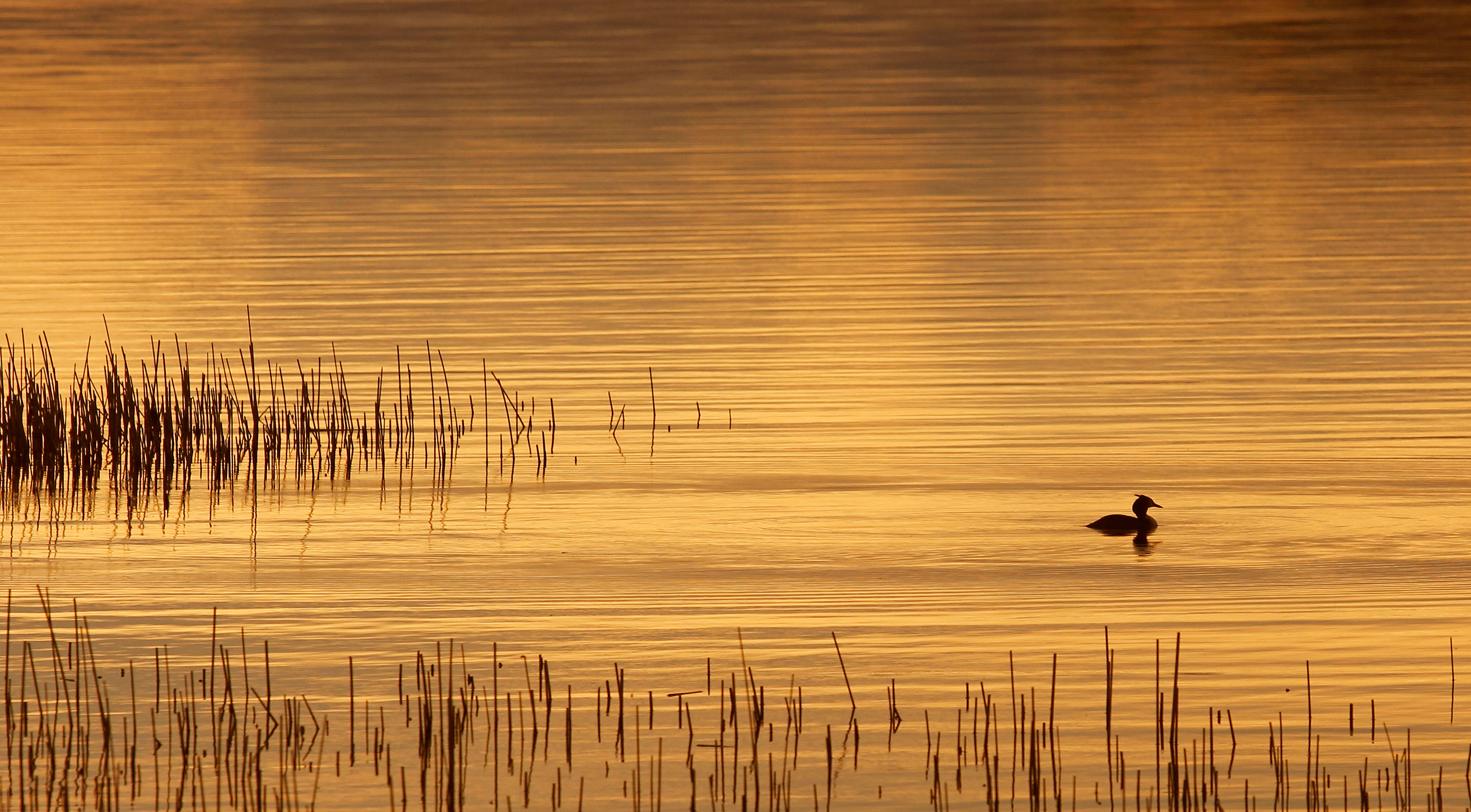 Crested Grebe on Lough derg