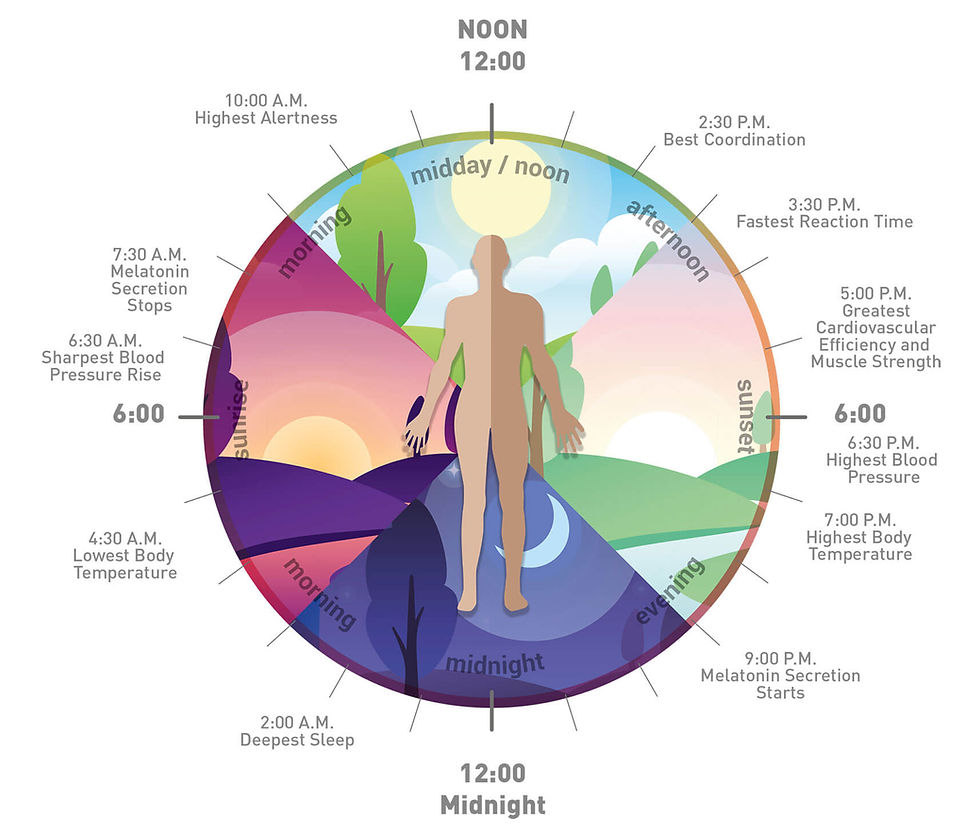 Circadian rhythm and circadian clock