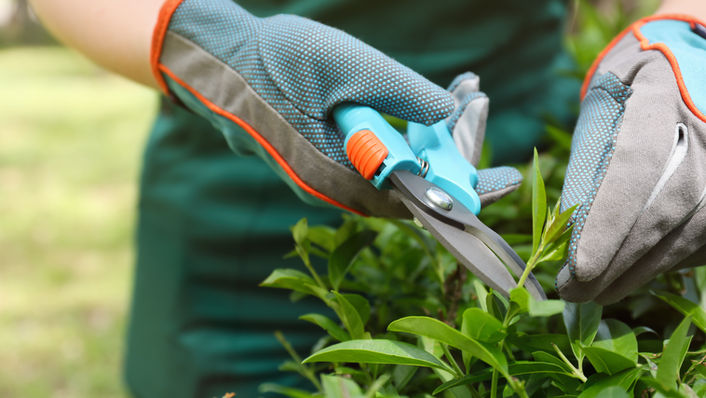 Hecke schneiden
