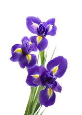 eb749079248d64c0422dea4e369d04f5-removebg-preview (1).png
