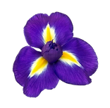 0b35b73f7aab0c846337f8f680525cb3-removebg-preview.png