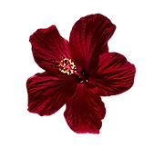 download-removebg-preview (1).png