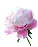 3a5ef3a1cf38aeeae273539801fca297-removebg-preview.png