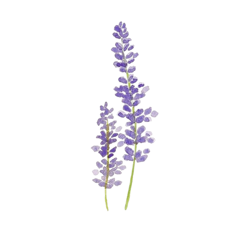 6d82eedfd916ac280f64cb4f04681859-Photoroom.png