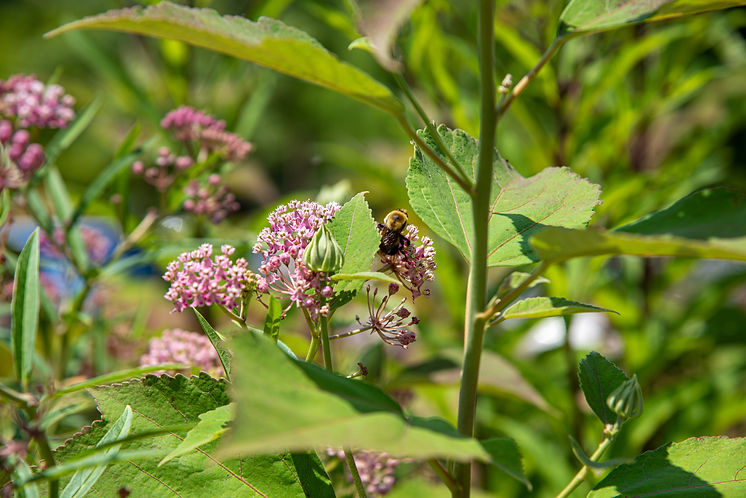 Stop 6_FJF USDA Garden_pollinator copy.jpg
