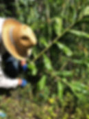 A volunteer controlling wild ginger