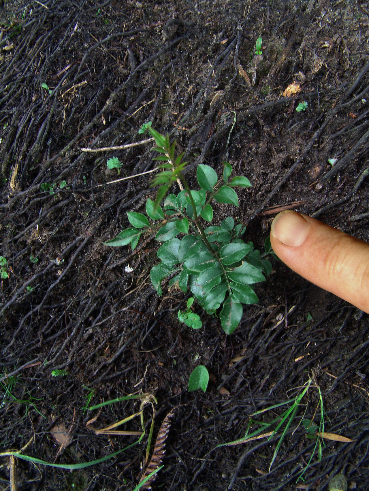 Jasmine seedling