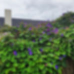Blue morning glory smothering a fence and other plants