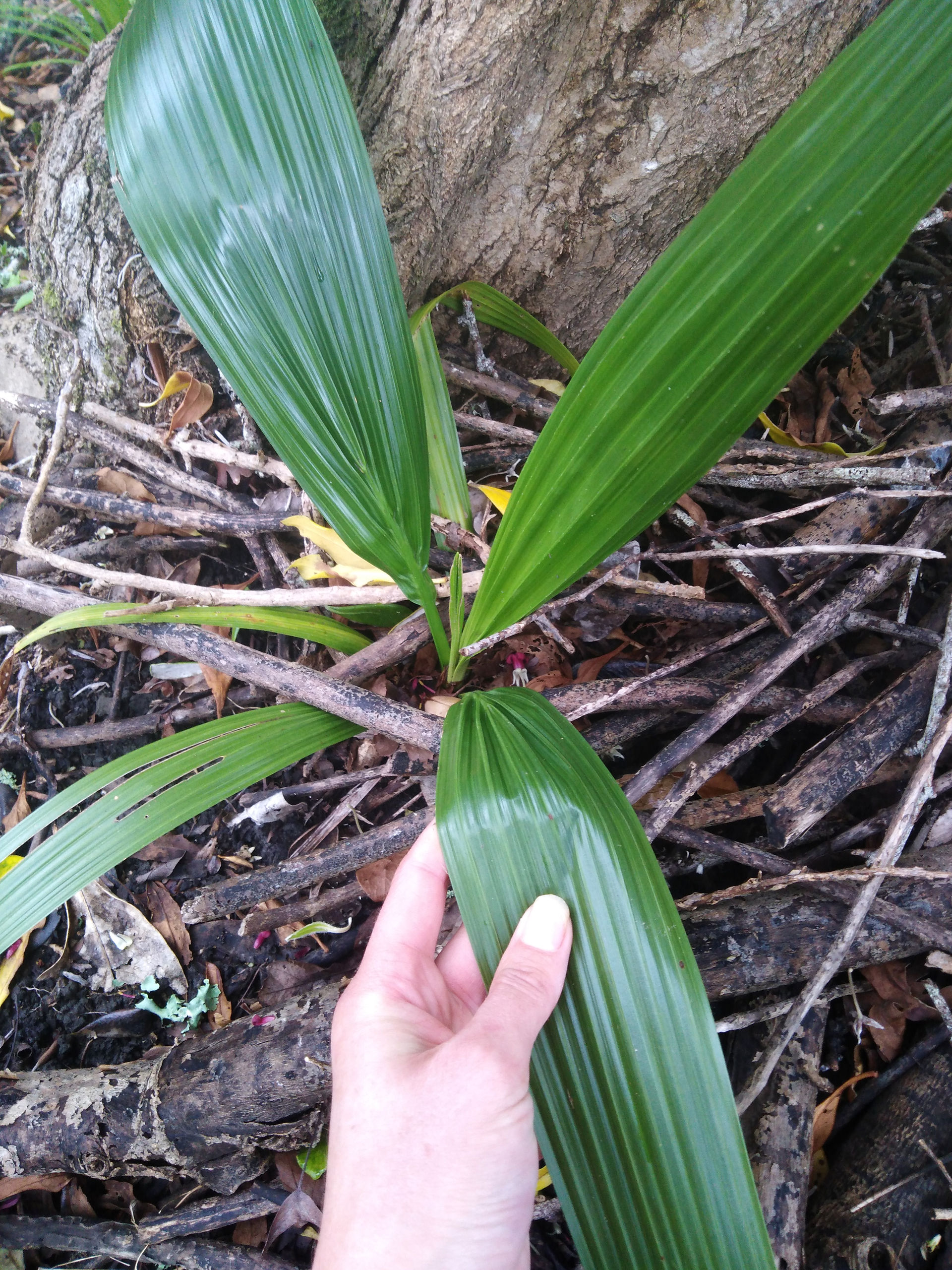 Phoenix palm seedling
