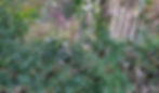 Jasmine, a climbing vine, covering a garden fence