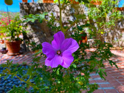 Hibiscus Purple Flower