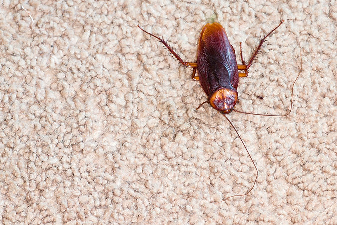Cockroach on carpet