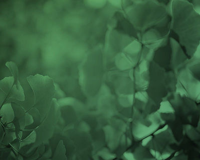 Green leaf texture
