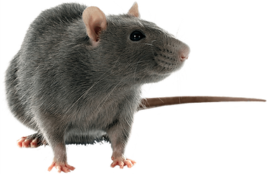 rat