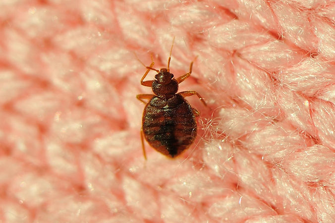 bedbugs on skin