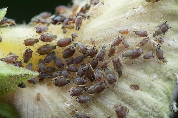 Bug infestation