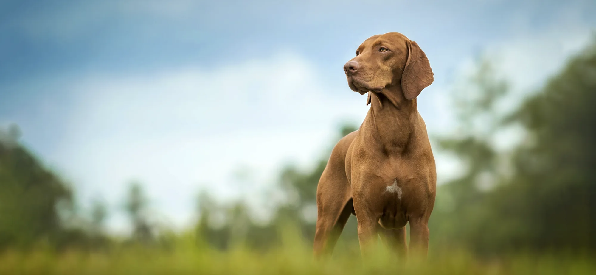 brown dog