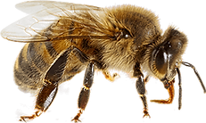 Wasp