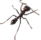 ant crawling