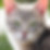 grey cat with green eyes