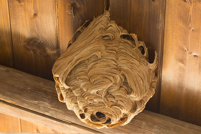 Wasp nest