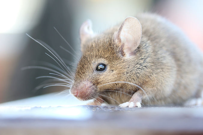 close up picture of a mouse