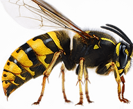 wasp