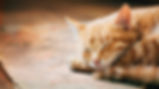 tabby cat sleeping