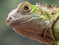 reptile looking at camera