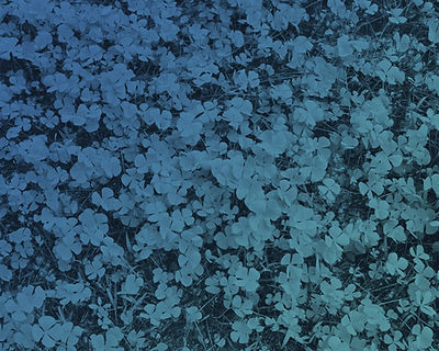 plants with blue overlay