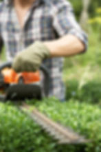 worker cutting hedges