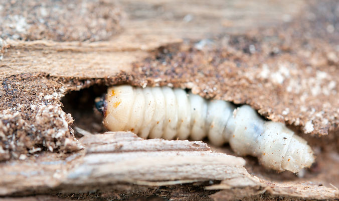 woodworm