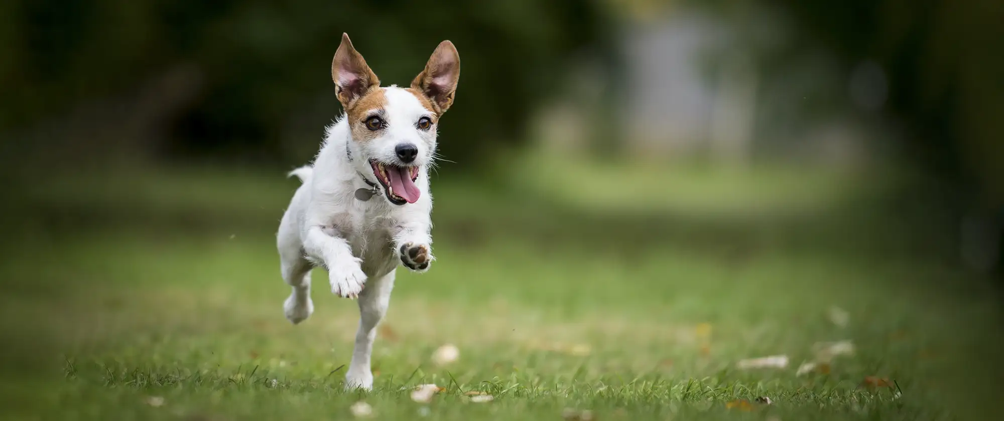 Small dog running