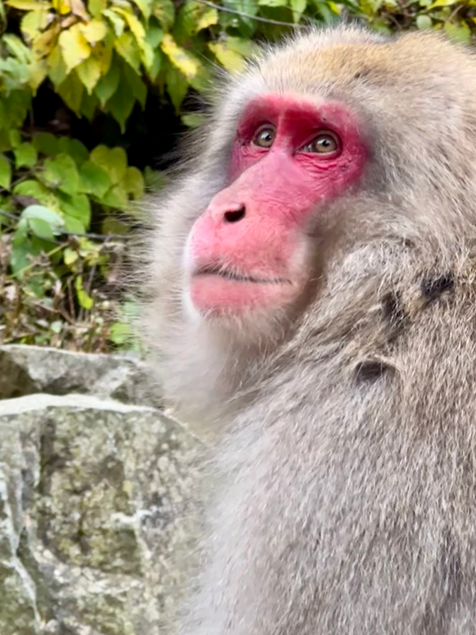 snow monkey portrait