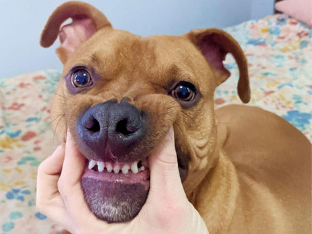 The Happy Dog Microblog: Meet Axel!