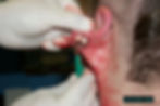 Ear Scalpling