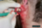 Ear Scalpling