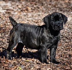 248586613_4710946055595281_8628915495231896582_n (1)_edited.png