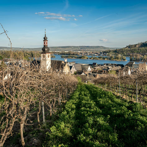 Uncork & UnWind: The Ultimate Wine River Cruise Experience