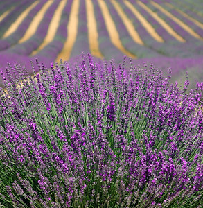 lavenders-894919_1920.jpg