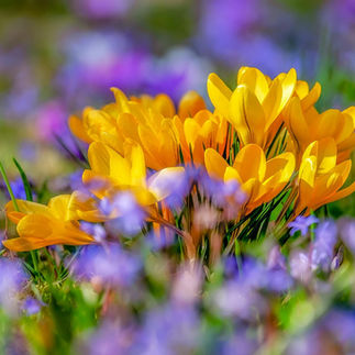 Spring crocus