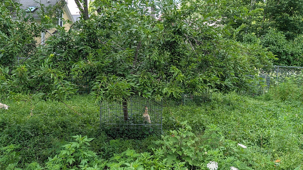 Exclusion fencing around the plum tree.