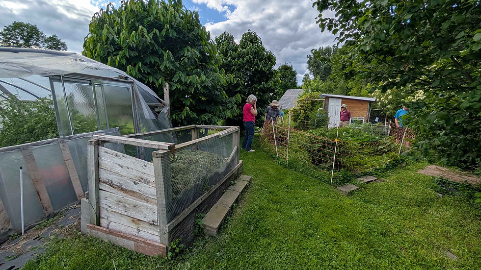 A compost bin conveniently situated next to a garden that includes indigo plants used for dying wool. The hedgerow features gooseberries ripe for the picking, and hazelbert shrubs with ripening nuts.