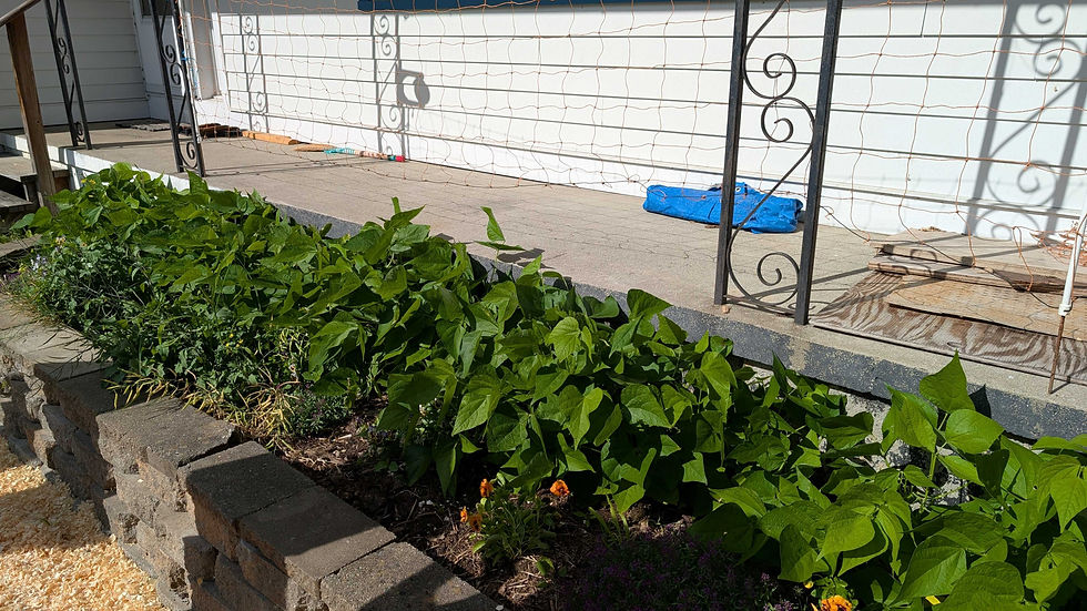Pole beans growing up the wire to shade their living room.