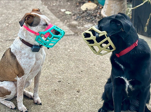Dogs wearing muzzles