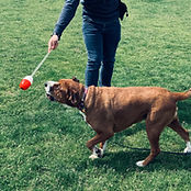 Dog following target stick