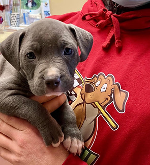 Puppy pic.jpg