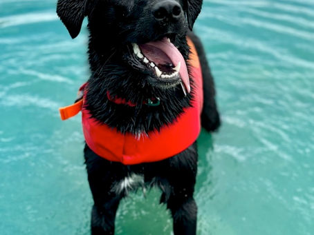 Keeping Your Canine Companion Cool and Safe This Summer